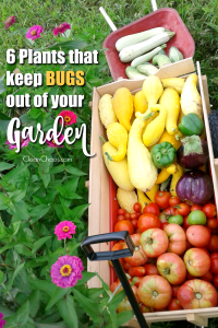 Some pests are helpful, but not all. Learn all about plants that keep bugs out of your garden, so you can have a bountiful harvest this summer - the natural way!