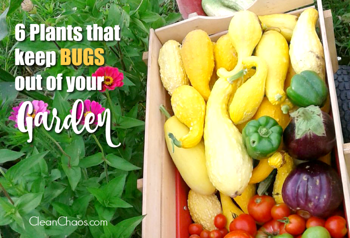 Some pests are helpful, but not all. Learn all about plants that keep bugs out of your garden, so you can have a bountiful harvest this summer - the natural way!